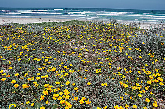 花菱草,花,沿岸,沙丘,太平洋丛林镇,加利福尼亚