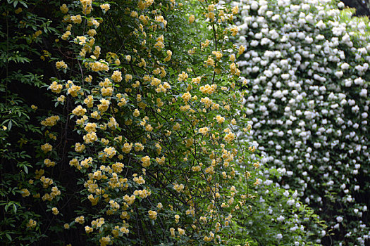 木香,木香花,白花与黄花