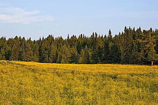 野花,乡野,草地,树,边缘,魁北克,加拿大