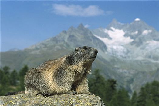 阿尔卑斯山土拨鼠,旱獭,沃利斯,瑞士