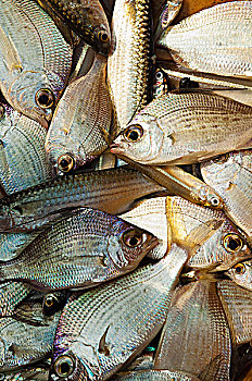 鱼肉,出售,早晨,鱼市,孟加拉,泰米尔纳德邦