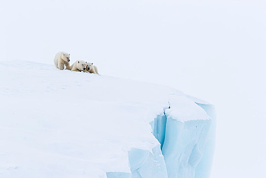 北极熊,动物,两个,幼兽,三个,老,躺着,冰山,杂乱无章,巴芬岛,努纳武特,加拿大,北美