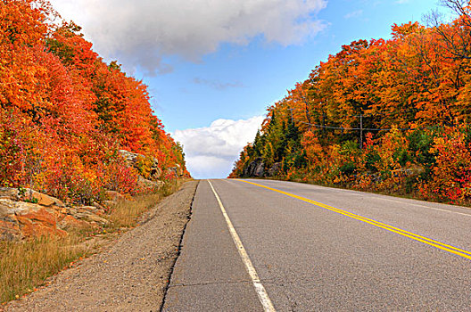 秋天,树,道路,阿尔冈金省立公园,安大略省,加拿大