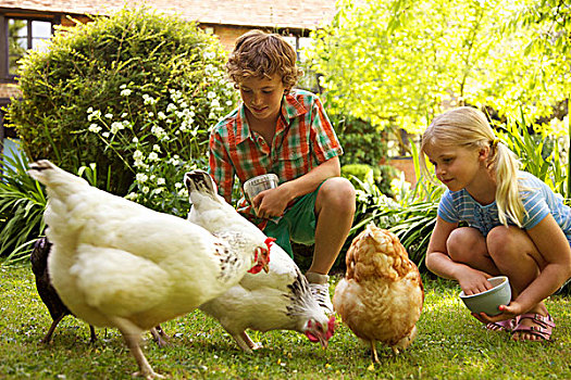 男孩,女孩,喂食,鸡,花园