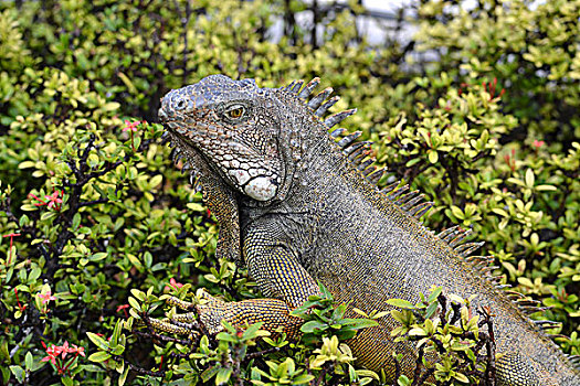 绿鬣蜥,公园,瓜亚基尔,厄瓜多尔,南美