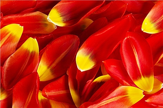紅色,黃色,花瓣