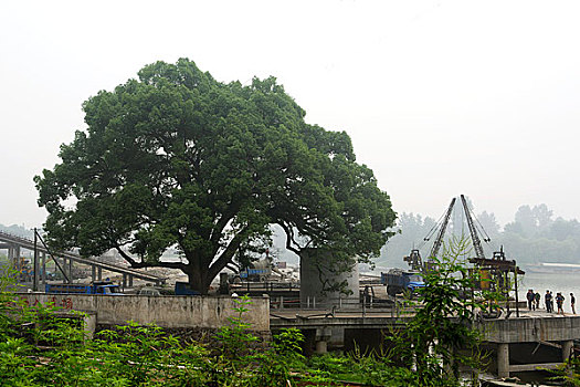 富春江码头的老樟树