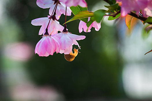 海棠花,蜗牛