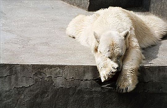 睡觉,北极熊