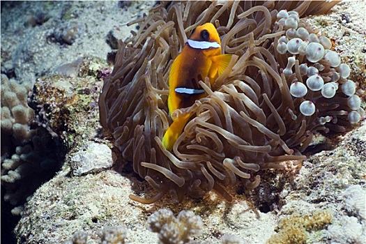 水下生物,红海