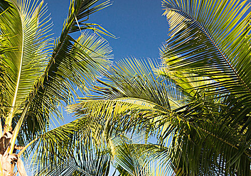 度假,自然,背景,概念,棕榈树,上方,蓝天