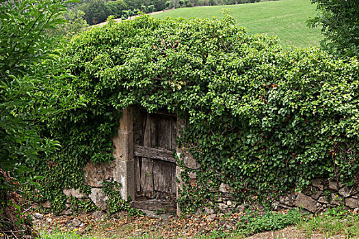 木门,石墙,遮盖,常春藤,阿韦龙省,法国