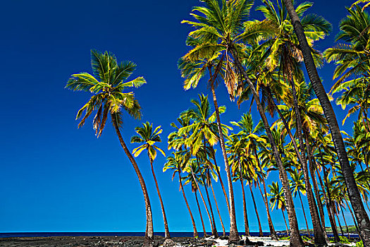 椰树,普吾可霍拉,霍那吾那吾,国家历史公园,城市,休憩之所,科纳海岸,夏威夷,大幅,尺寸