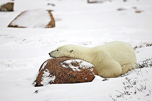 北极熊,石头,枕头,打盹,丘吉尔市,曼尼托巴,加拿大,冬天