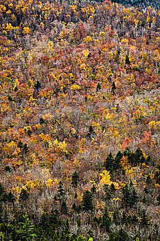 树,秋叶,秃树,山坡,怀特山国家森林,怀特山,新罕布什尔,美国