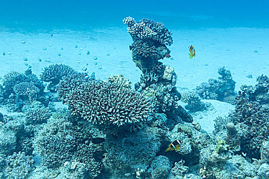 珊瑚礁,热带,深度,水下