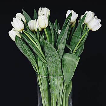 白色,郁金香,花瓶,黑色背景