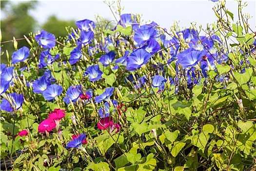 蓝色,牵牛花,花,自然