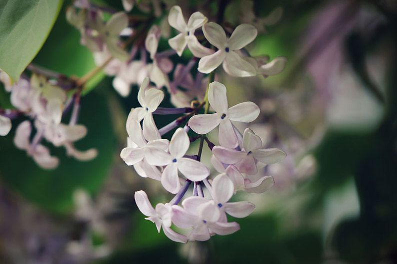 丁香花圖片_丁香花高清圖片_全景視覺