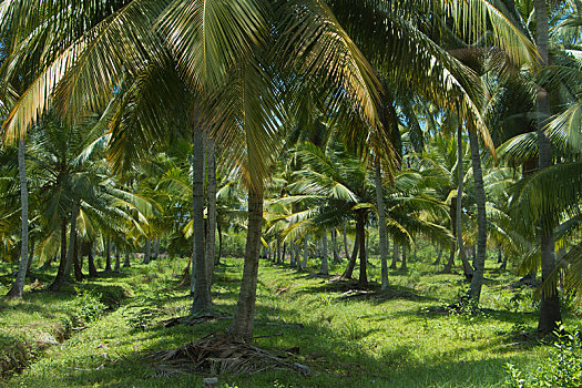 椰树,斯里兰卡