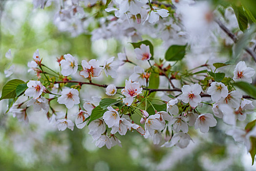 樱花