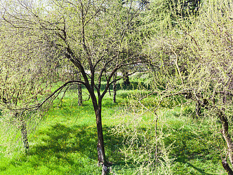 年轻,叶子,维罗纳,城市公园,春天