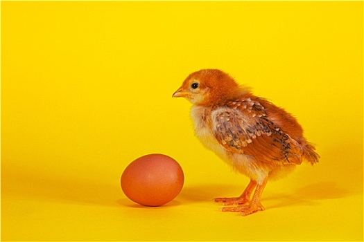 小,鸡,复活节彩蛋