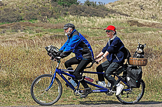 伴侣,骑,双人自行车,小髯犬,篮子,北荷兰,荷兰,欧洲