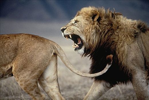 非洲狮,狮子,接近,雌性,塞伦盖蒂国家公园,坦桑尼亚