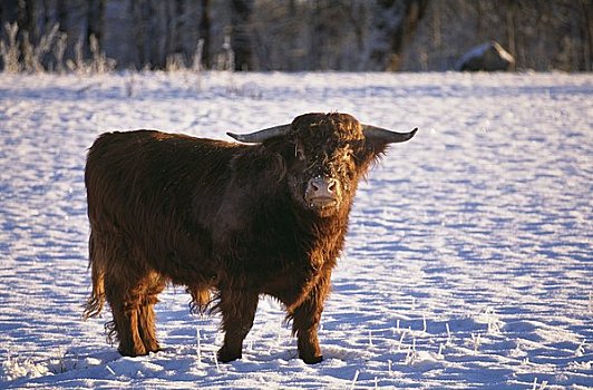 牦牛,站立,积雪,风景