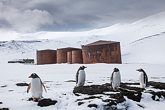 南极,南设得兰群岛,巴布亚企鹅,站立,雪中,靠近,生锈,锅炉,捕鲸站,小湾,欺骗岛
