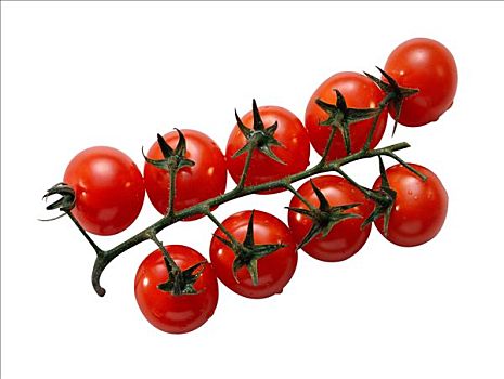 西红柿,藤,茎