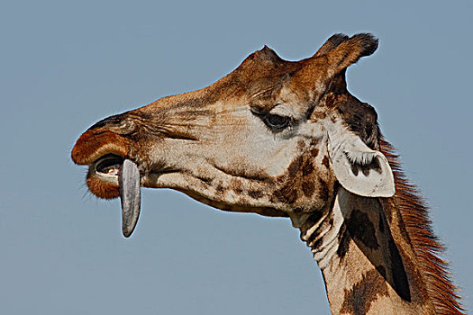 肯尼亚,纳库鲁湖国家公园,长颈鹿,尝试,刺,舌头
