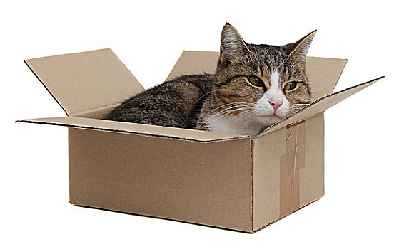 猫,拆迁,盒子