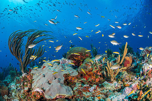 礁石,生活,坎佩切,墨西哥