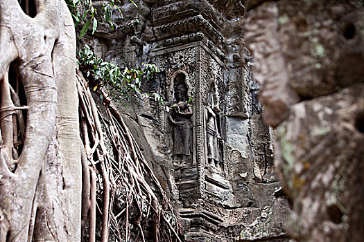 柬埔寨,省,吴哥,寺庙,塔普伦寺,菩提树