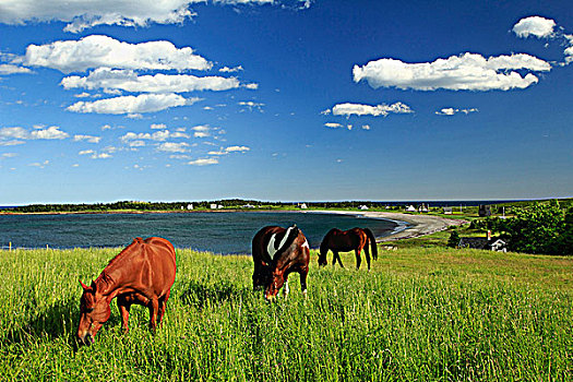 马,放牧,海岸,新斯科舍省,加拿大