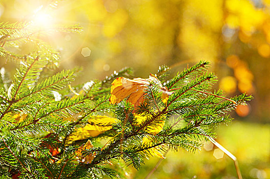 黄色,秋叶,云杉,细枝,秋天,晴朗,蓝天,城市公园