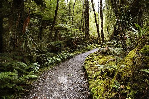 小路,树林,新西兰