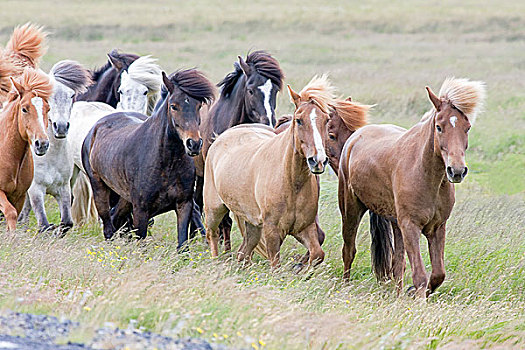 冰岛,马,跑,草丛,鬣毛,欧洲