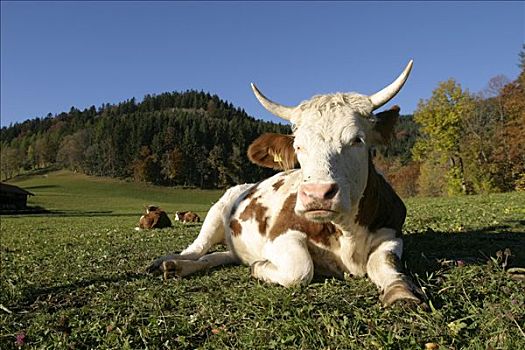 德国,2005年,母牛,草地,巴伐利亚