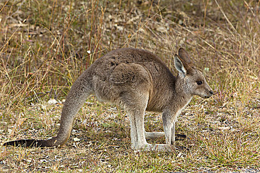 大灰袋鼠,灰袋鼠,幼兽,新南威尔士,澳大利亚