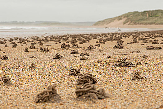 沙虫,海滩,诺森伯兰郡,英格兰,英国,欧洲