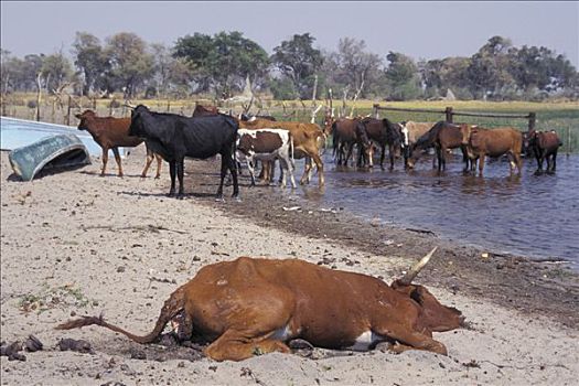 死,牛,正面,畜群,博茨瓦纳