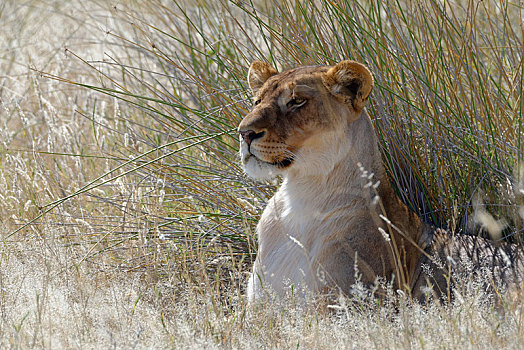 雌狮,狮子,卧,高草,抬头,埃托沙国家公园,纳米比亚,非洲