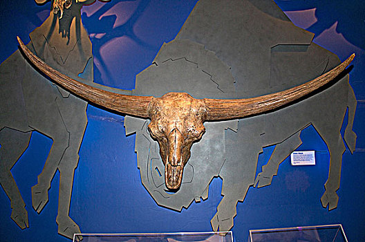 头骨,巨大,野牛,爱达荷,皇家,博物馆,阿尔泰,加拿大