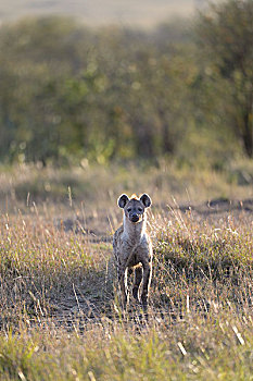 斑鬣狗,笑,鬣狗,早晨,亮光,马赛马拉国家保护区,肯尼亚,非洲