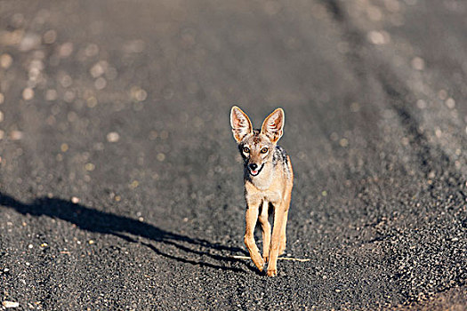 黑背狐狼,黑背豺,跑,灰尘,道路,西察沃国家公园,肯尼亚,非洲