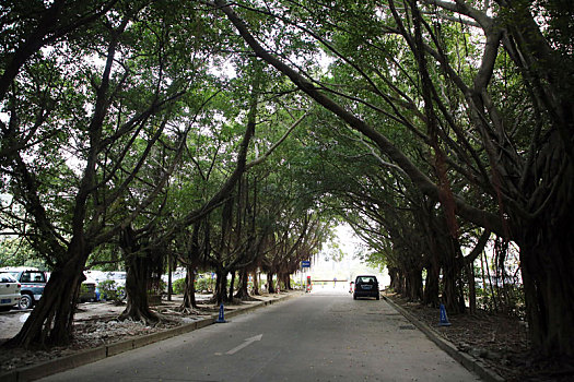 粗壮高大的榕树盘根错节,成为道路两边一道独特景观