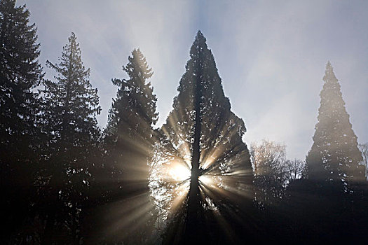 树,雾,俄勒冈,美国
